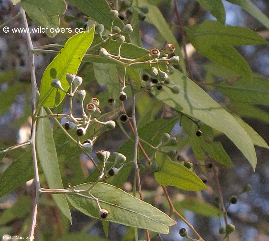 Eucalyptus staigeriana